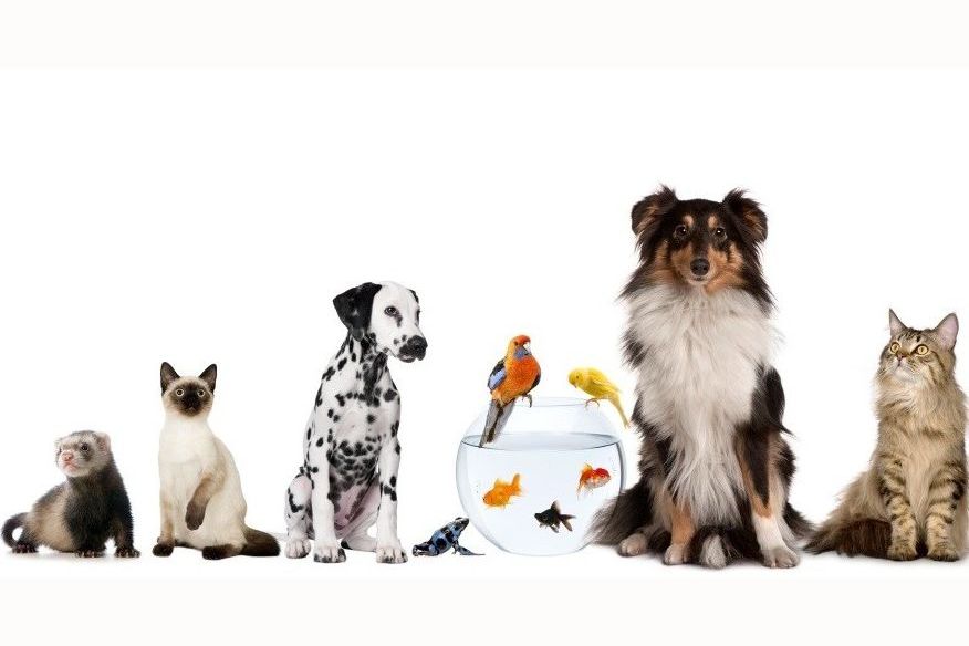 what pet should you have