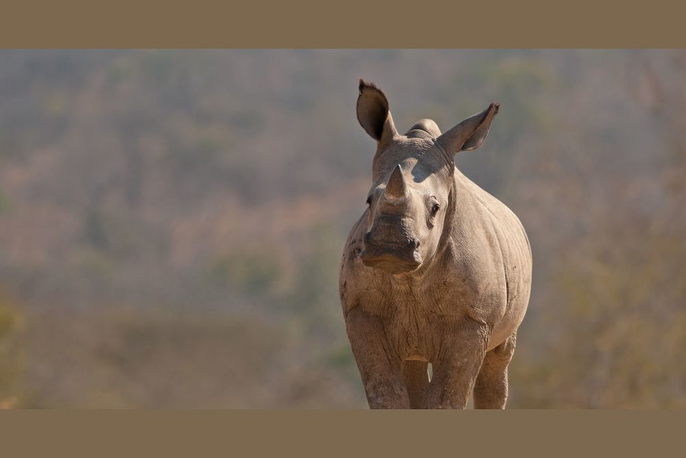 How Much Do You Know About Rhinos?