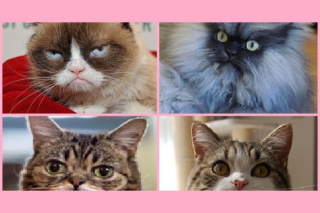 Which Internet Cat Sensation Are You?