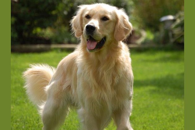 Ideas For Golden Retriever Names