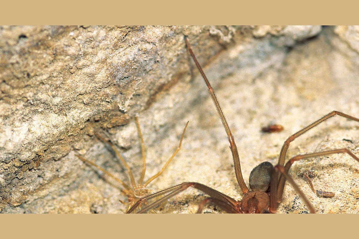 how-well-do-you-know-your-spider-species