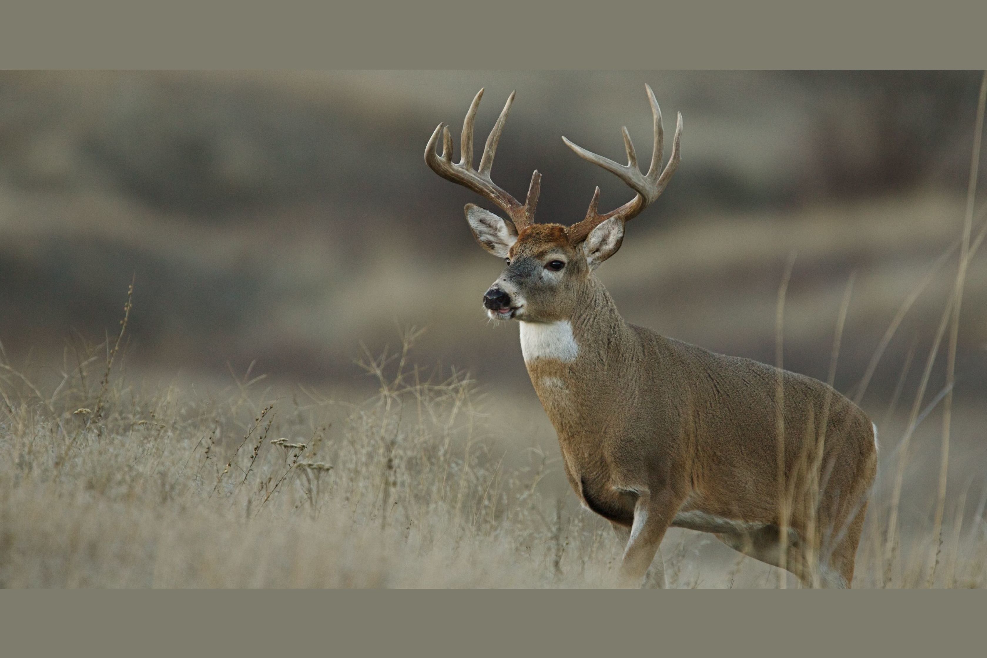 13 Amazing Bucks You Wish You Would ve Seen