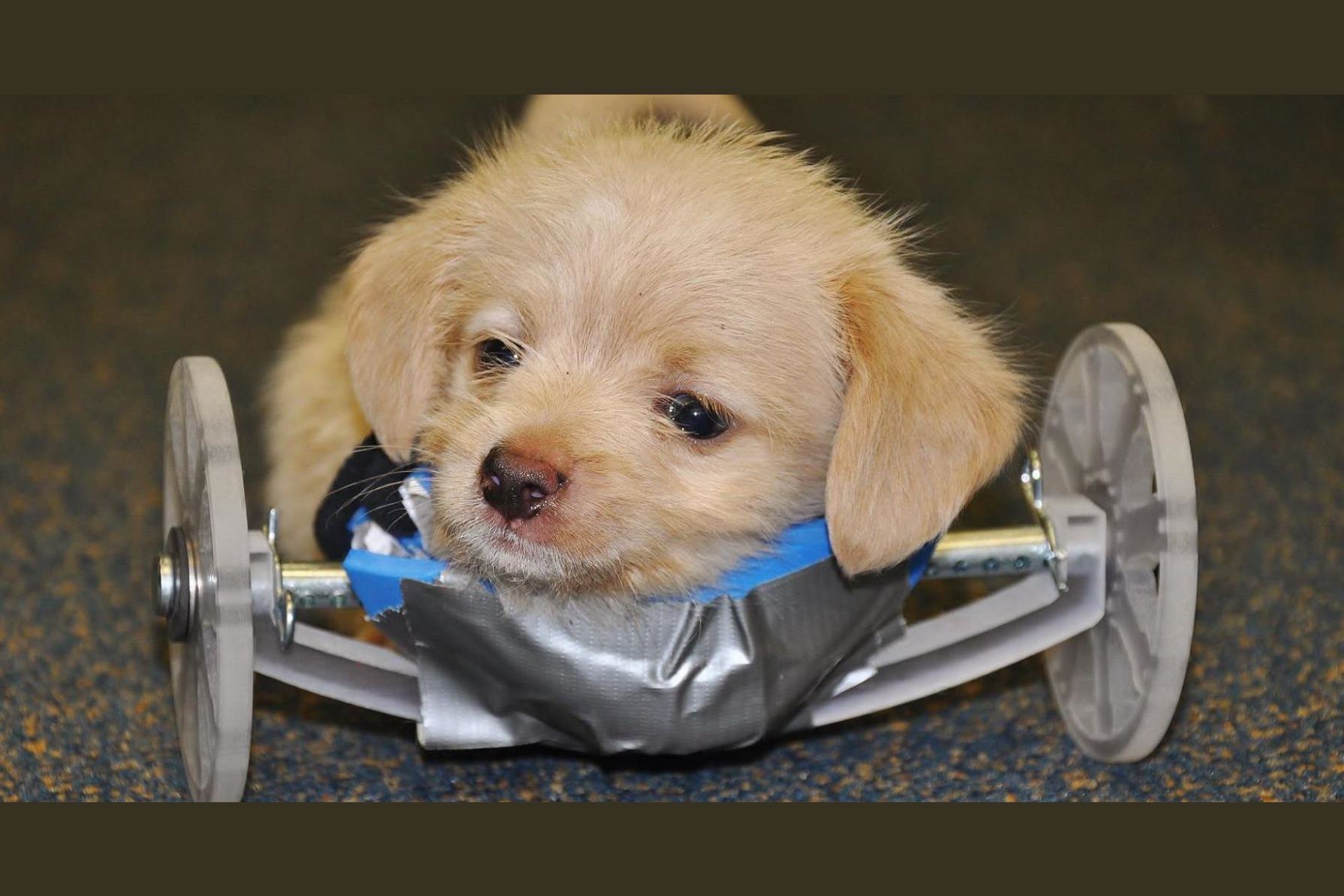 Shelter Makes 3D Printed Wheelchair For Legless Puppy And The Result