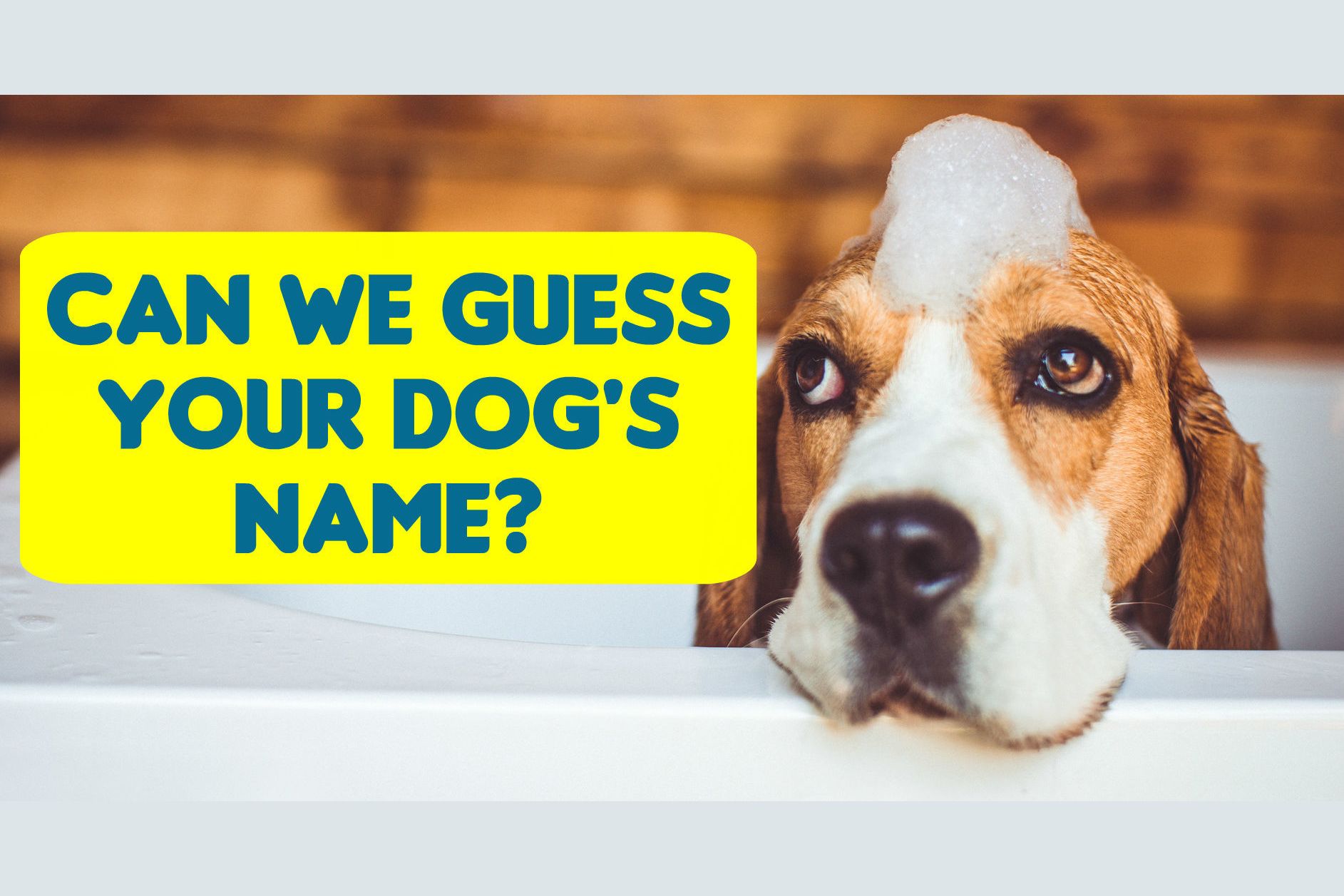 We Your Dog's Name In 12 Questions?