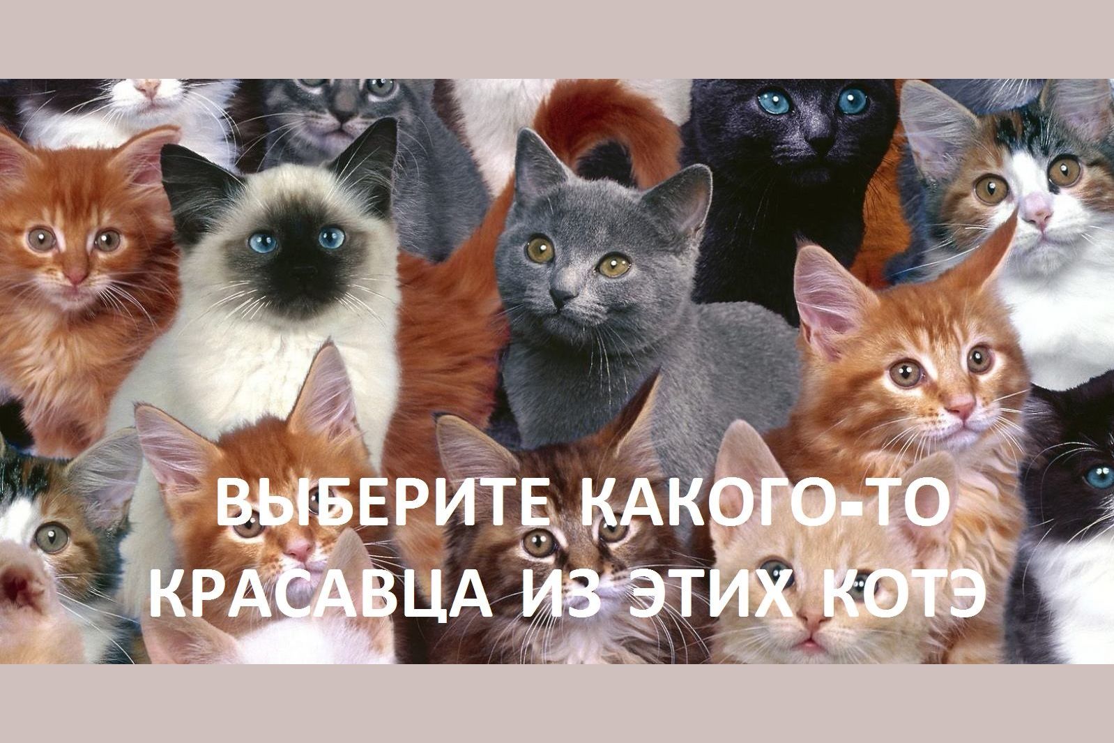 Какого кота выбрать