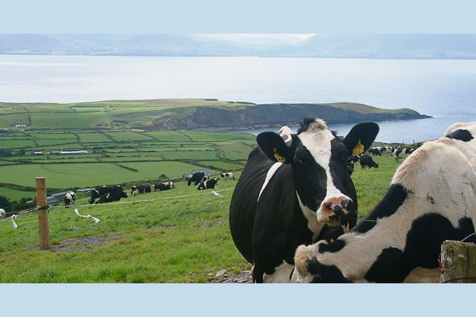 Do you know your breed codes?