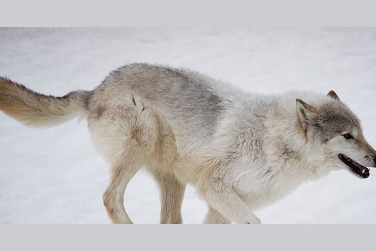 Волчак. Волчий бег техника выполнения. Lupo animal.