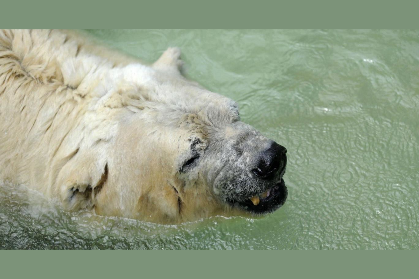 The World's Saddest Polar Bear Is Dead, After Living Twenty Years In