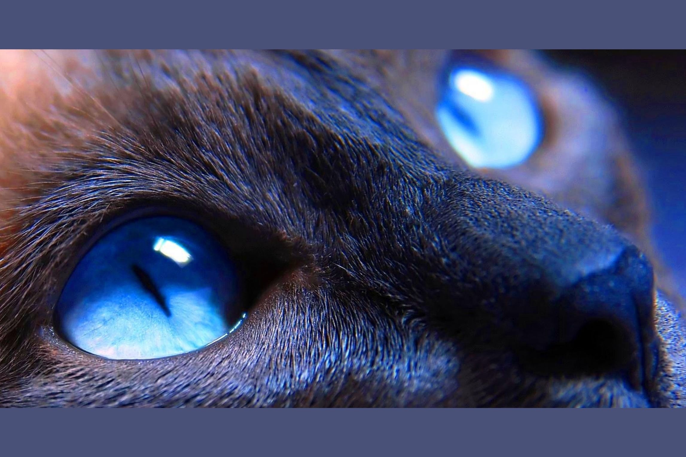Темно голубые глаза у котов