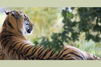 Diez curiosidades sobre los tigres