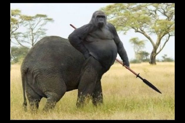 Which hybrid animal are you?