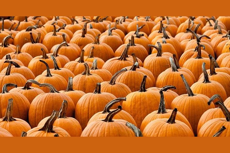 purple-pumpkins-on-halloween-what-do-they-mean-color-meanings