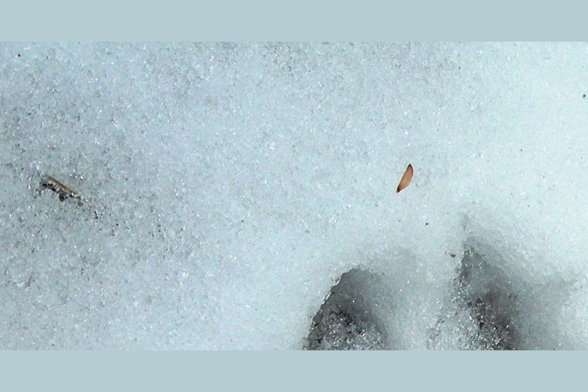 OutdoorHub Quiz Can You Identify These Animal Tracks?