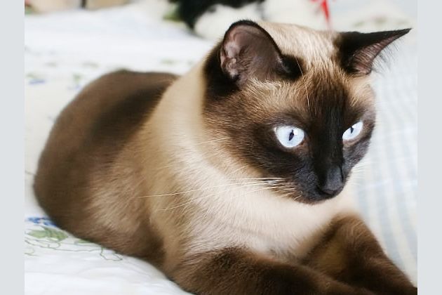 Which Cat Breed Are You
