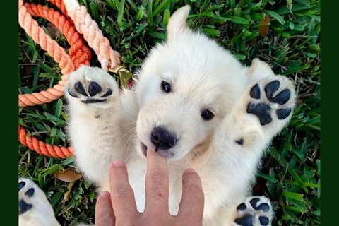 Puppies that look hotsell like bear cubs