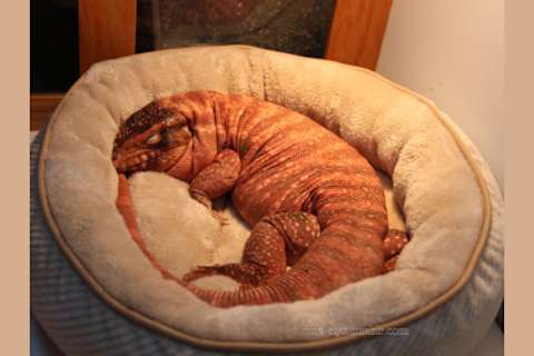 Kid friendly reptile pets clearance