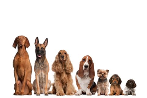 cuantas razas de perros conoces