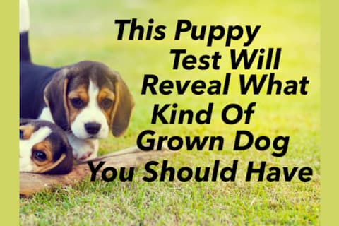 This Puppy Quiz Will Determine What Kind Of Grown Dog You Should Have