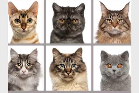 Cleanest shop cat breeds
