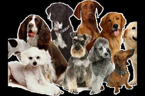 What dog am i playbuzz sale