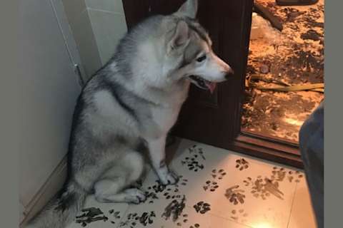 Husky in hot sale apartment