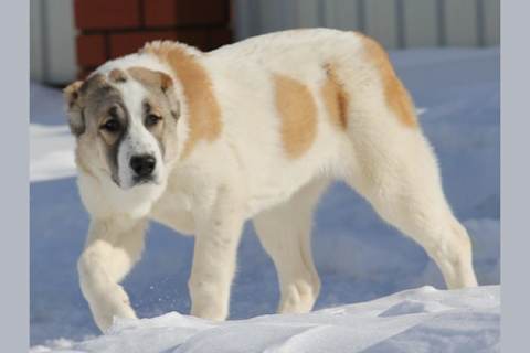 Кемерово облысының Белово қаласындағы қыздардың порно фотосуреттері Нәрестелердің анал порносы