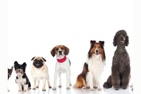 Which Dog Breed Are You