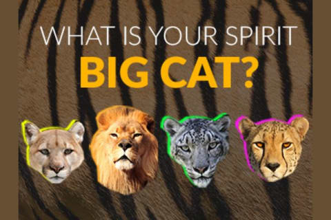 Which Big Cat Is Your Spirit Animal?