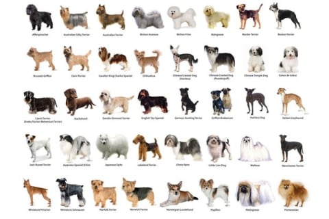 Vilken hundras är du?