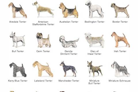 Akc shop terrier group