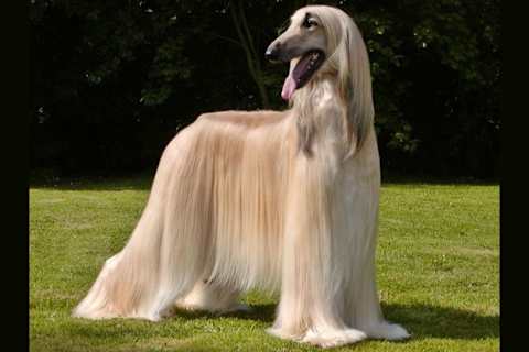 すべての犬種を当てられるか すべての犬種を当てられるか