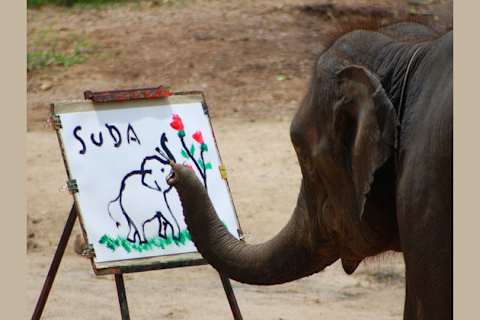 The Most Intelligent Animals On Earth The Most Intelligent Animals On Earth