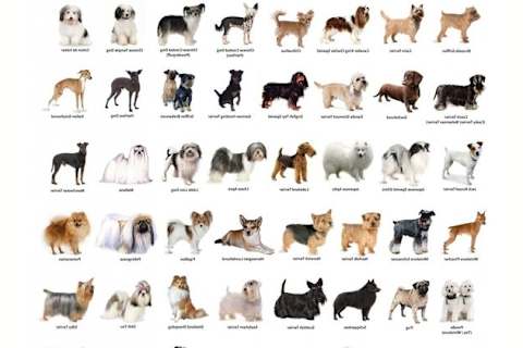 What type of dog am sale i