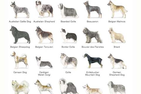 Herding group herding dog breeds hot sale