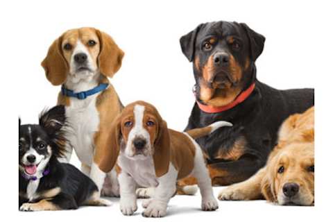 Which kind of dog should discount i get