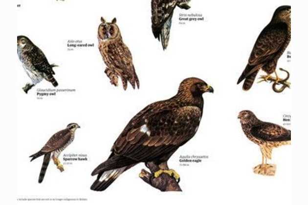 What Kind Of Bird Of Prey Are You