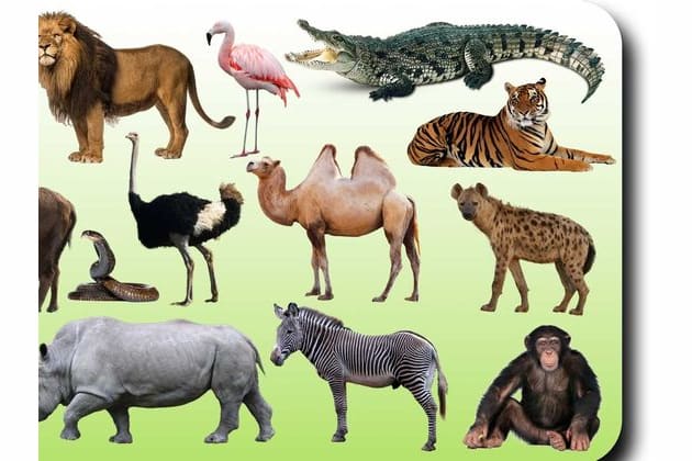 What Animal are You?