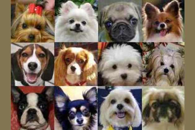 what kind of dog should i get