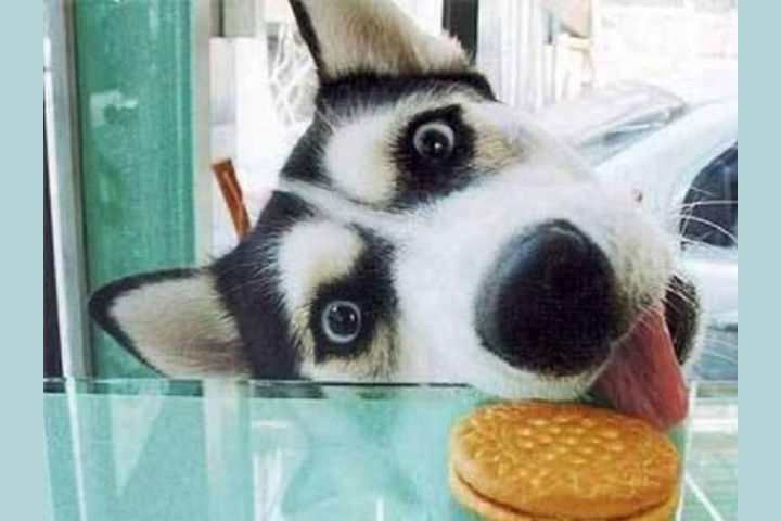 shiba inu intelligence ranking