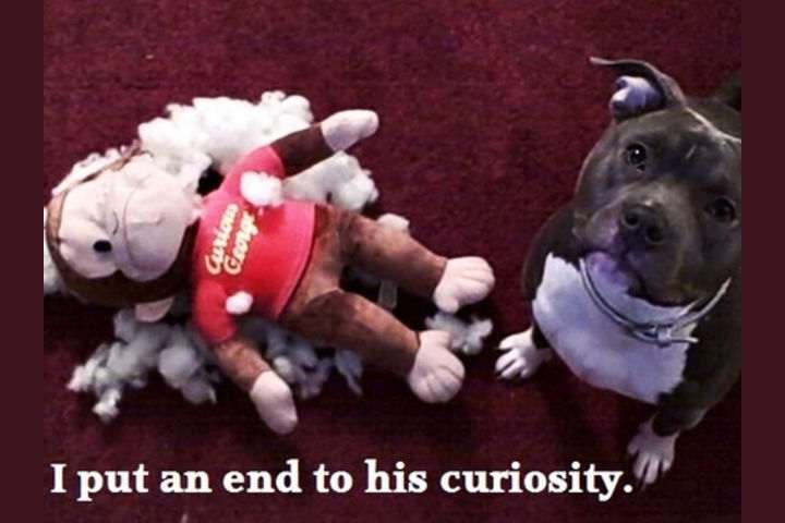 shiba inu intelligence ranking