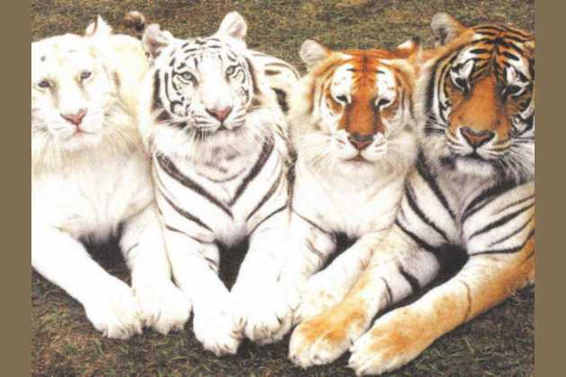 What S Your Inner Tiger