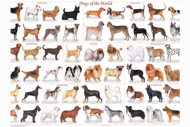 If You Were A Dog Which Breed Would You Be Andy rooney said that the average dog is nicer than the average person. if you were a dog which breed would