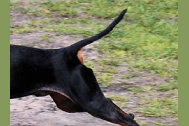 おしりで犬種が分かるかな 犬のおしりクイズ おしりで犬種が分かるかな 犬のおしりクイズ