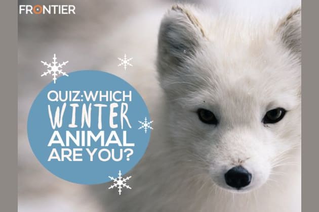 Which Winter Animal Are You?