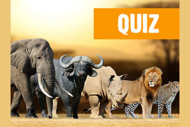 Which Big Five African Animal Are You?
