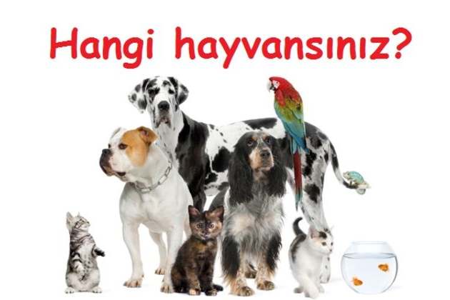 hangi hayvansiniz