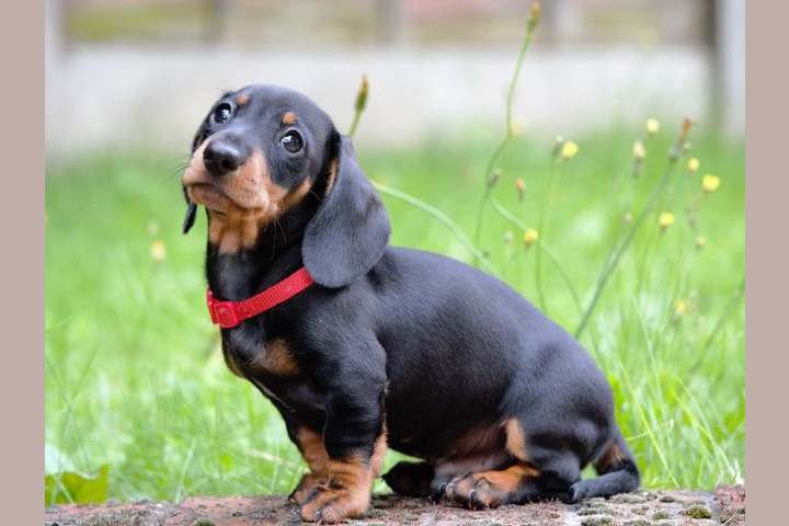 Pick The World S Cutest Wiener Dog