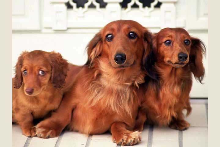 Pick The World S Cutest Wiener Dog