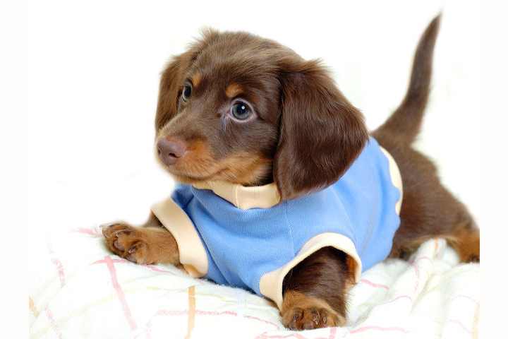 Pick The World S Cutest Wiener Dog
