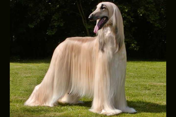 すべての犬種を当てられるか すべての犬種を当てられるか